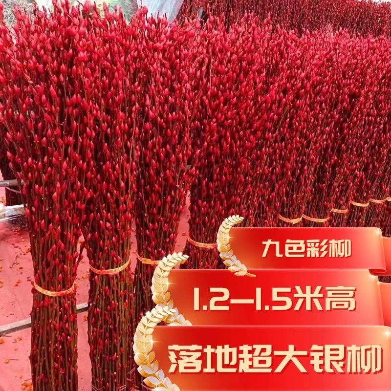 1.2-1.5米高特大银柳 年宵花卉银柳真花落地客厅摆件鲜枝超大银柳