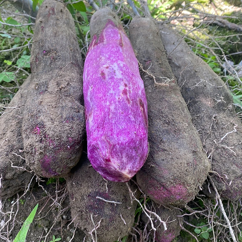紫山药新鲜现挖红大薯脚板薯毛薯紫玉淮山江西农家蔬菜紫色好吃