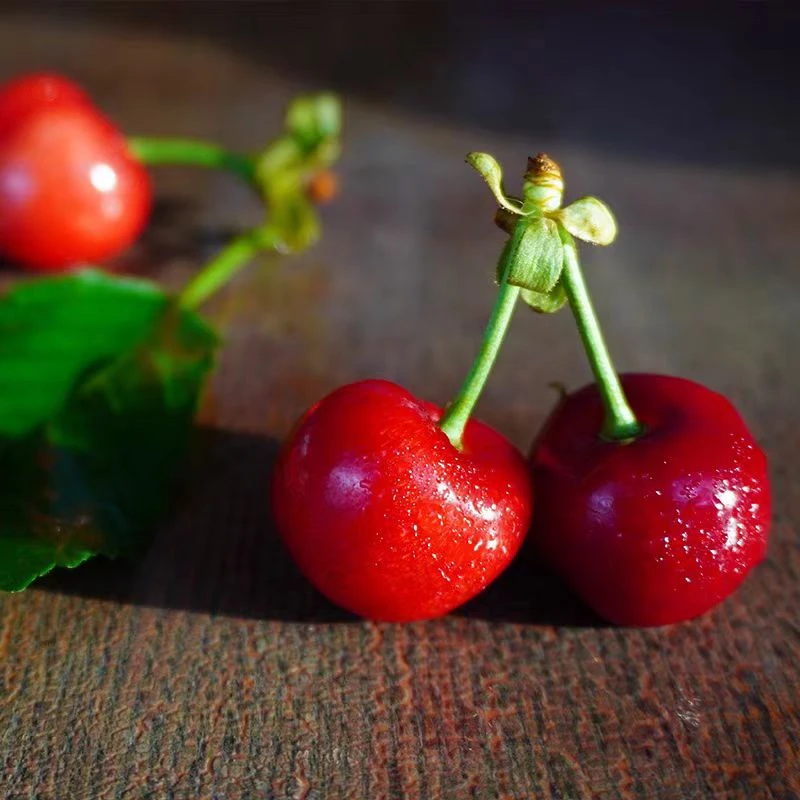 大连露天大樱桃国产车厘子现摘孕妇水果顺丰包邮脆甜