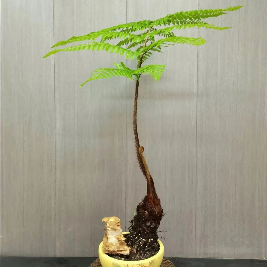 红麟蕨虹麟蕨凤尾蕨鳞毛蕨室内盆景蕨类植物绿植盆栽观叶植物