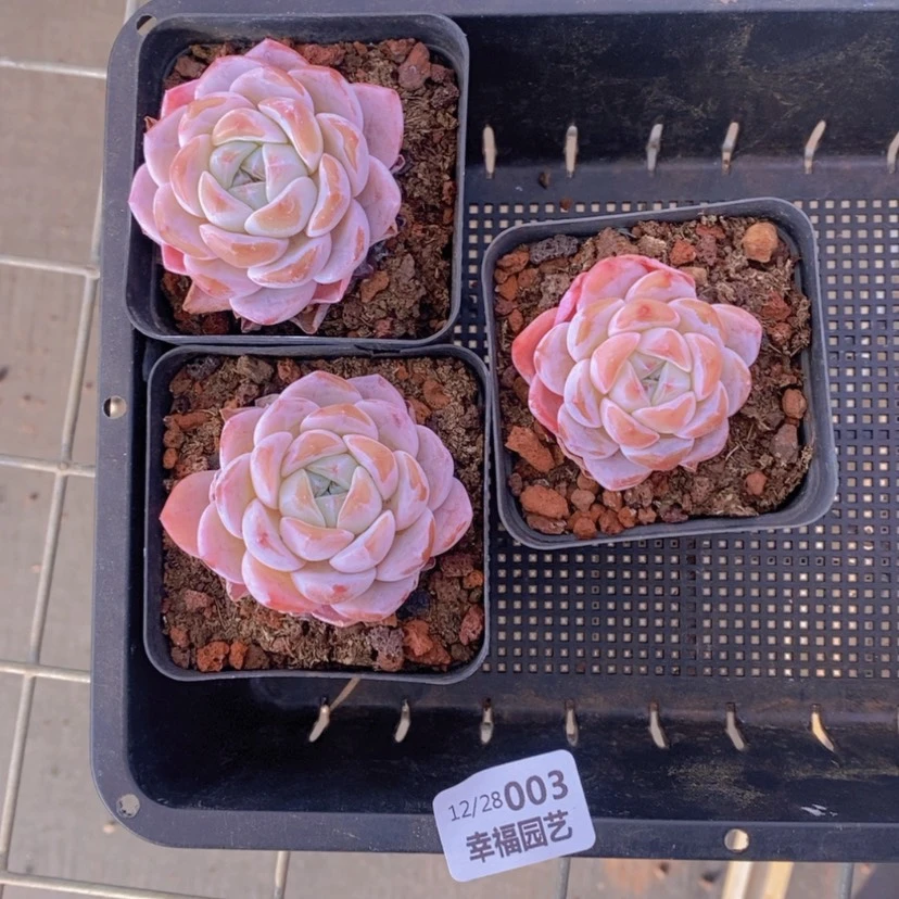 【闪购商品】3量拍