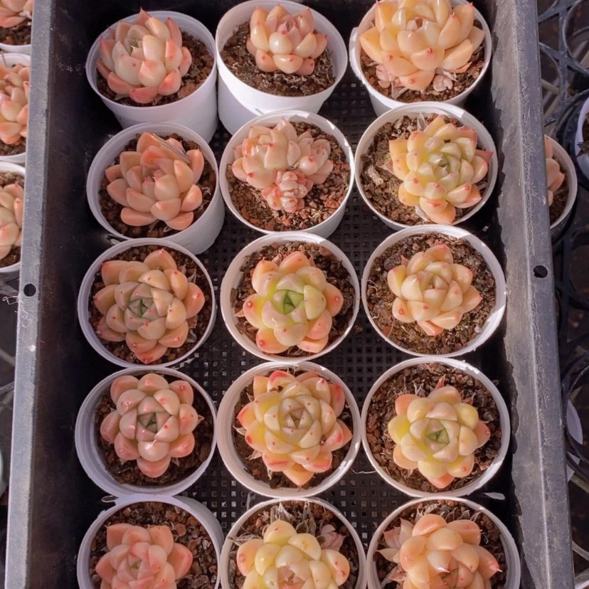 【闪购商品】71量拍