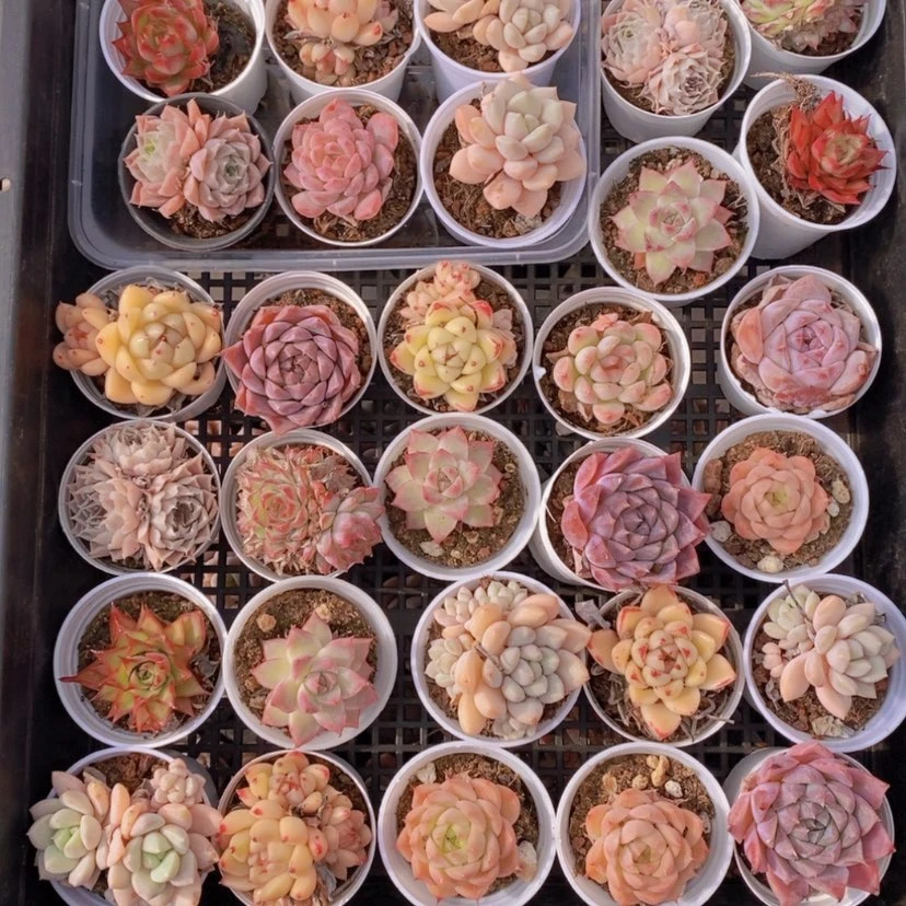 【闪购商品】15量拍