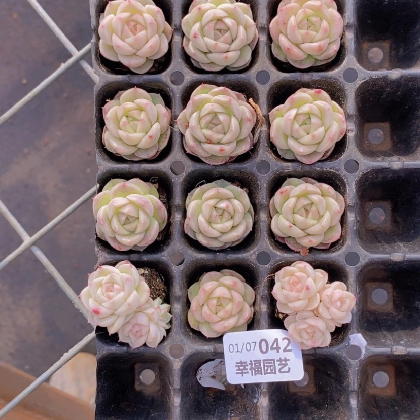 【闪购商品】42量拍