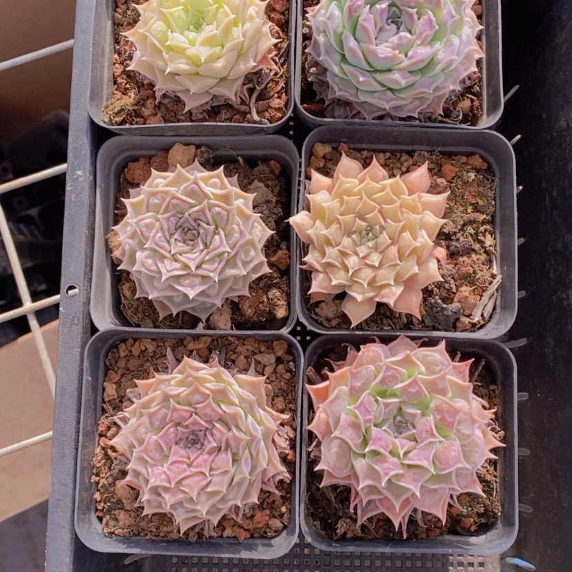 【闪购商品】10量拍