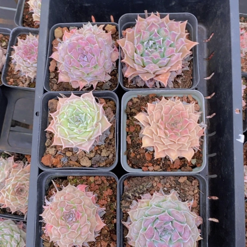 【闪购商品】31量拍