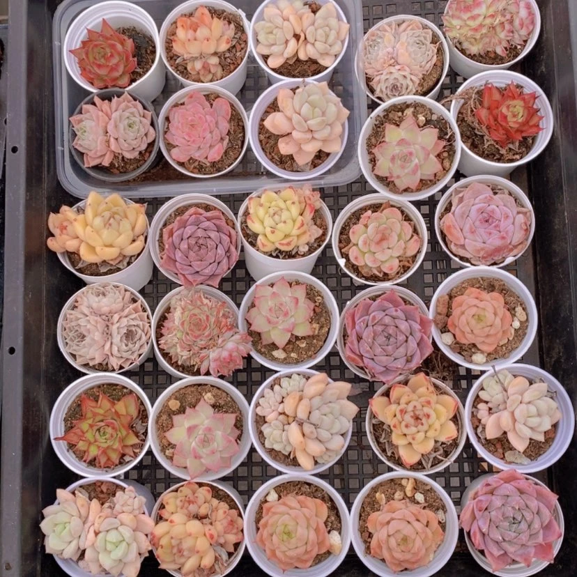 【闪购商品】15量拍