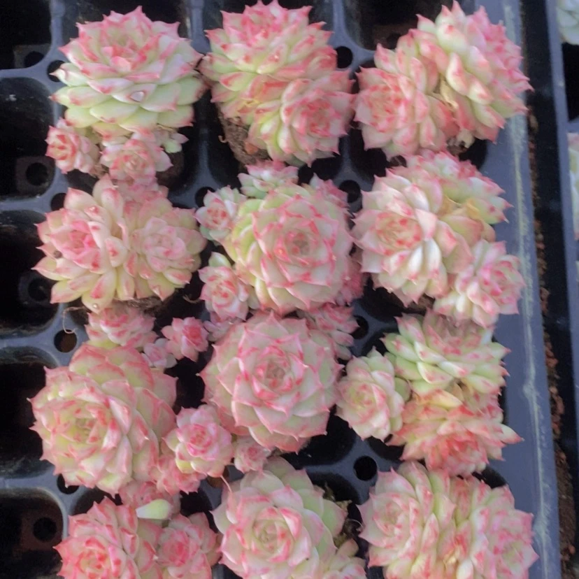 【闪购商品】110量拍