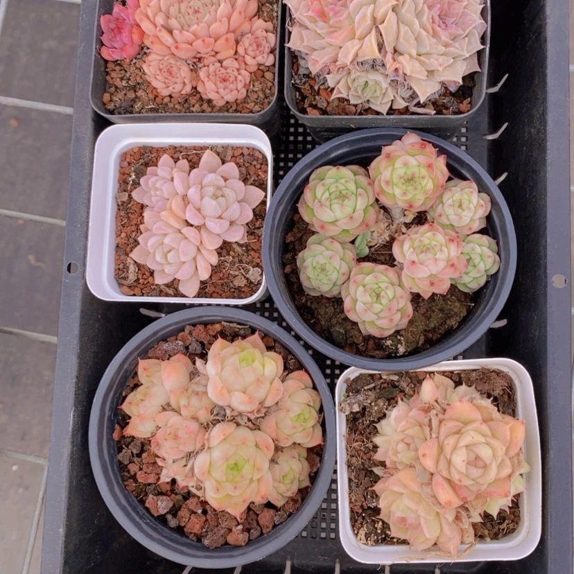 【闪购商品】17量拍