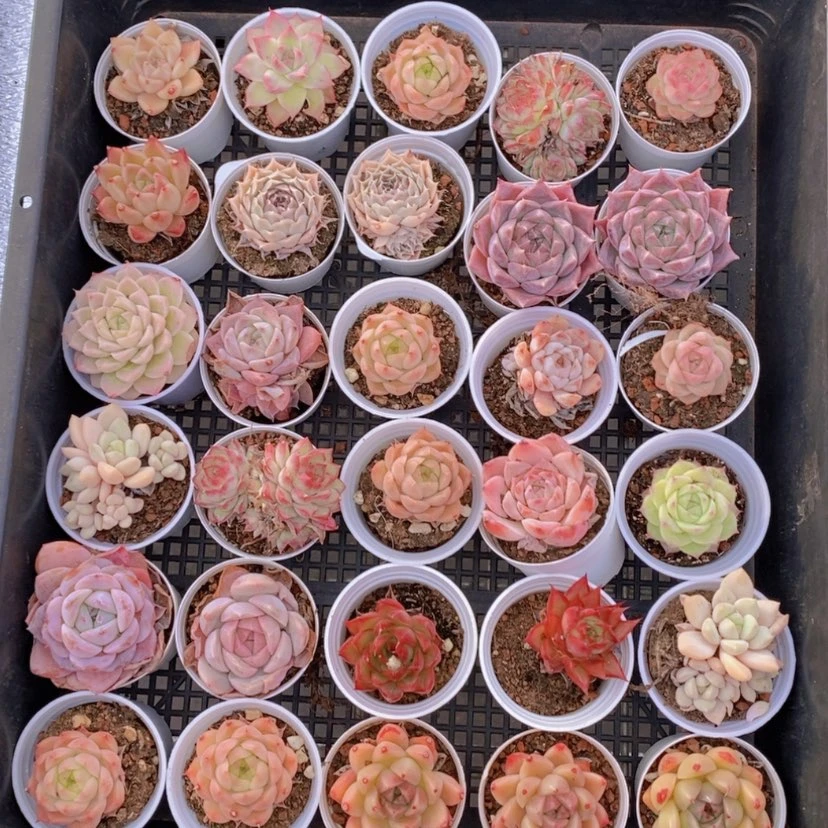 【闪购商品】116量拍