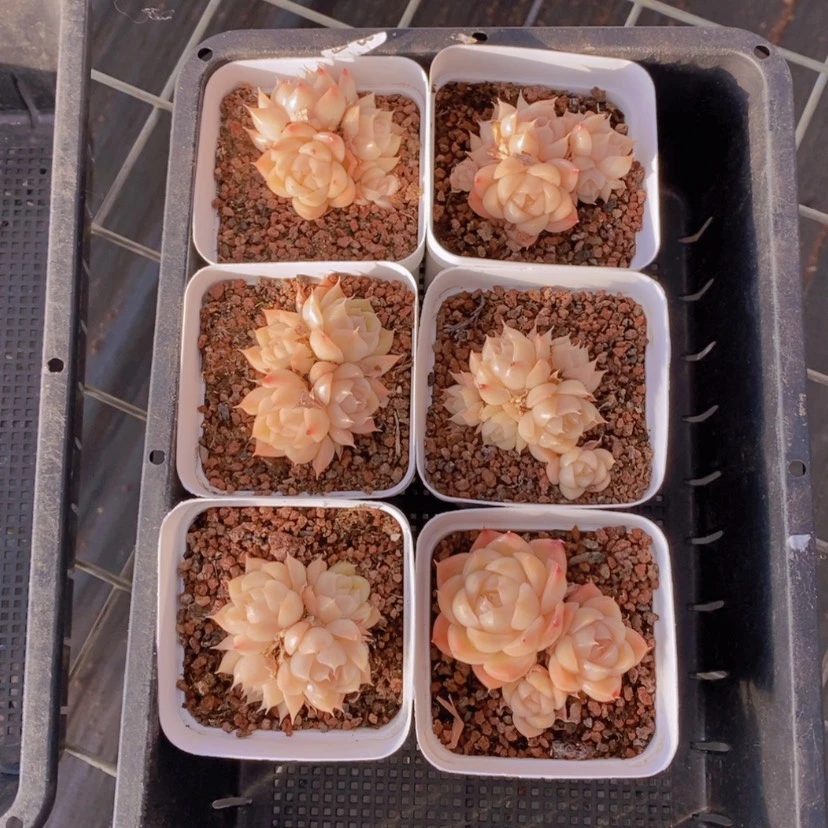 【闪购商品】78量拍