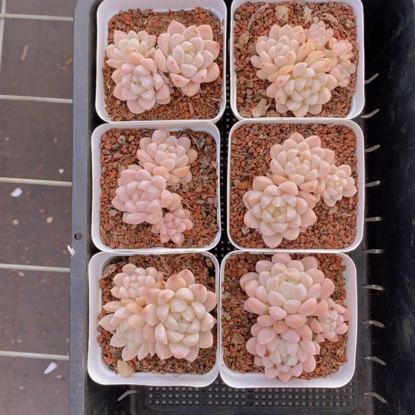 【闪购商品】45量拍