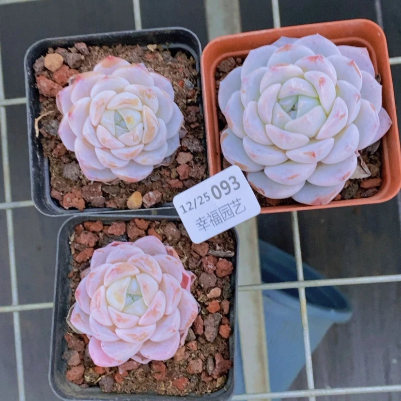 【闪购商品】93量拍