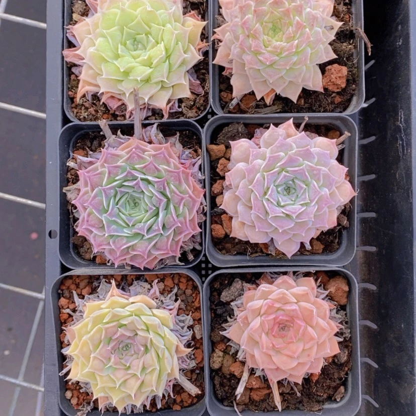 【闪购商品】9量拍
