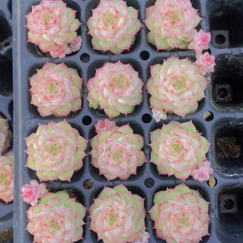 【闪购商品】109量拍