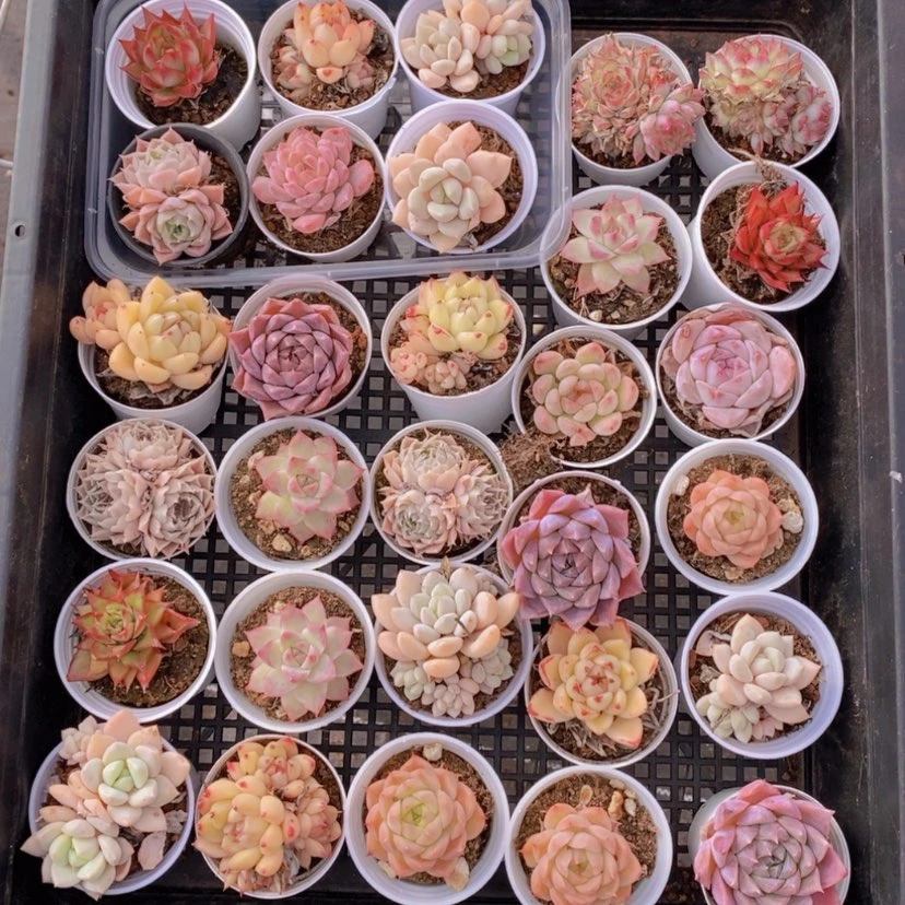 【闪购商品】32量拍