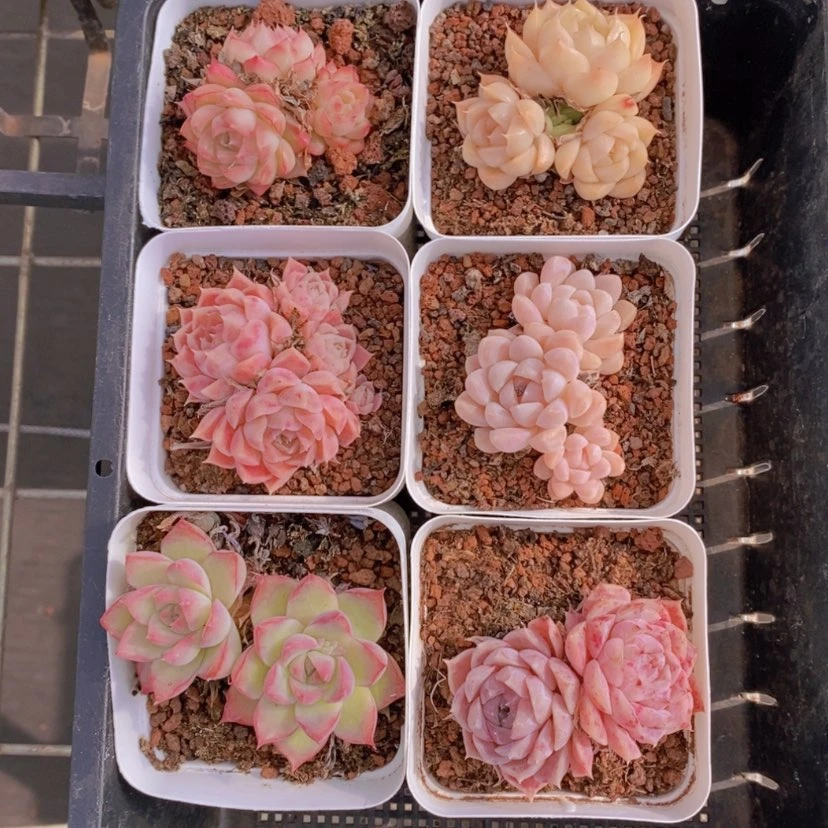 【闪购商品】5量拍