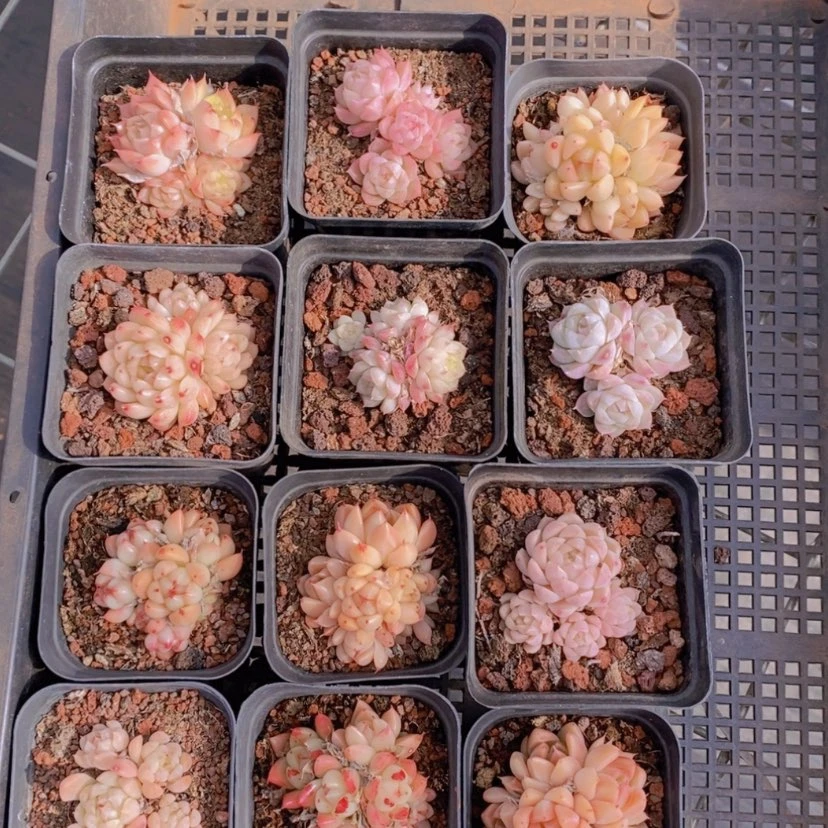 【闪购商品】2量拍