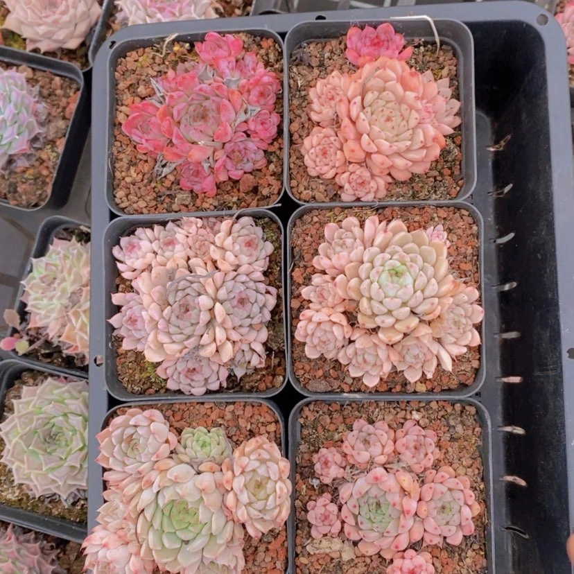 【闪购商品】6量拍