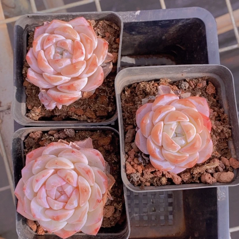 【闪购商品】34量拍