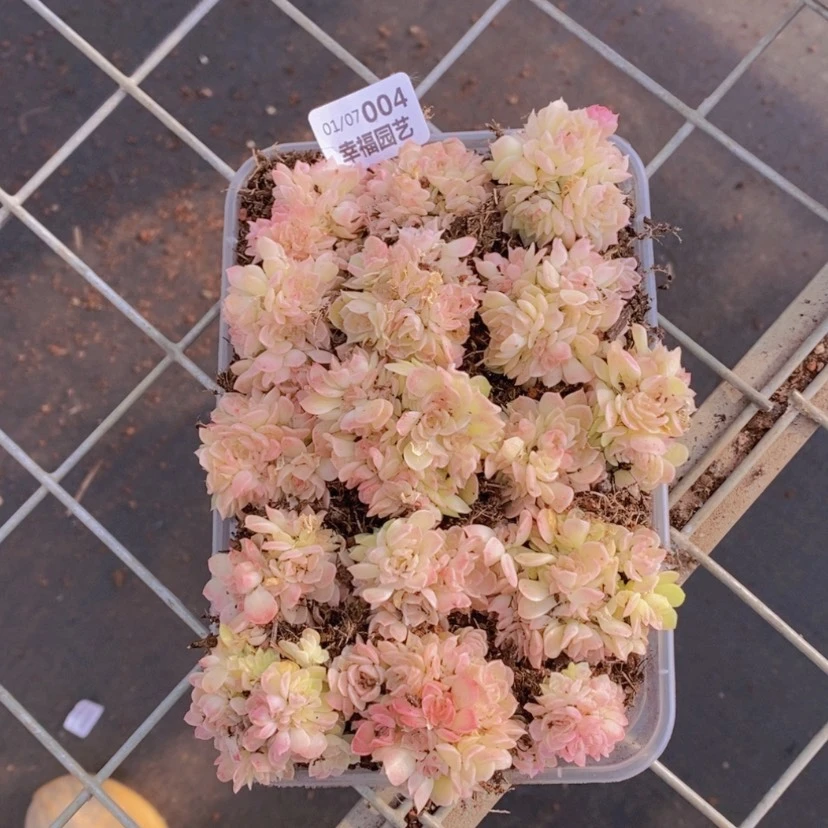 【闪购商品】4量拍