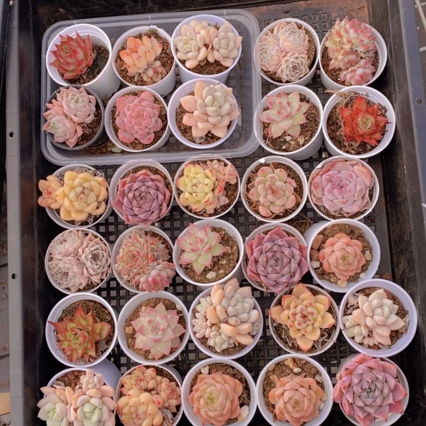 【闪购商品】15量拍