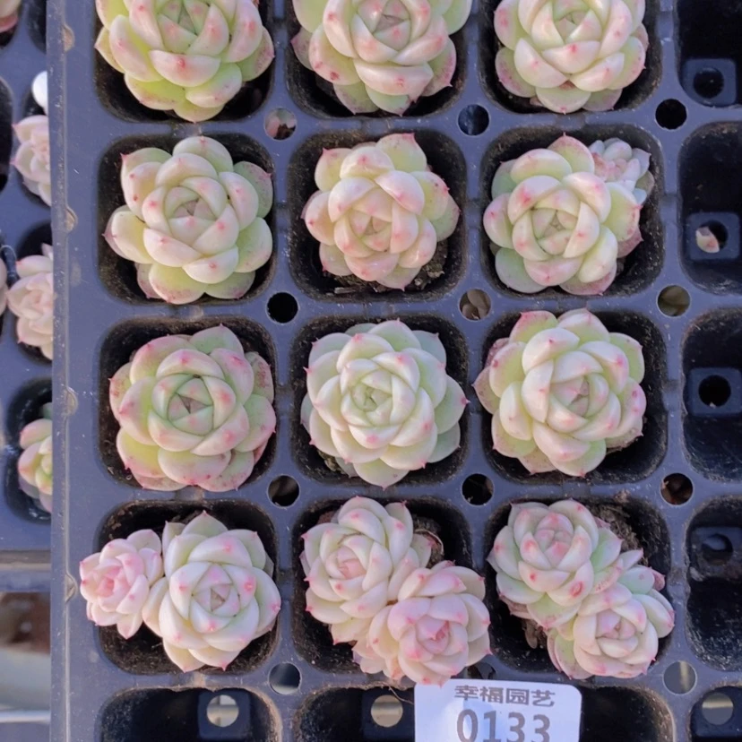 【闪购商品】133量拍