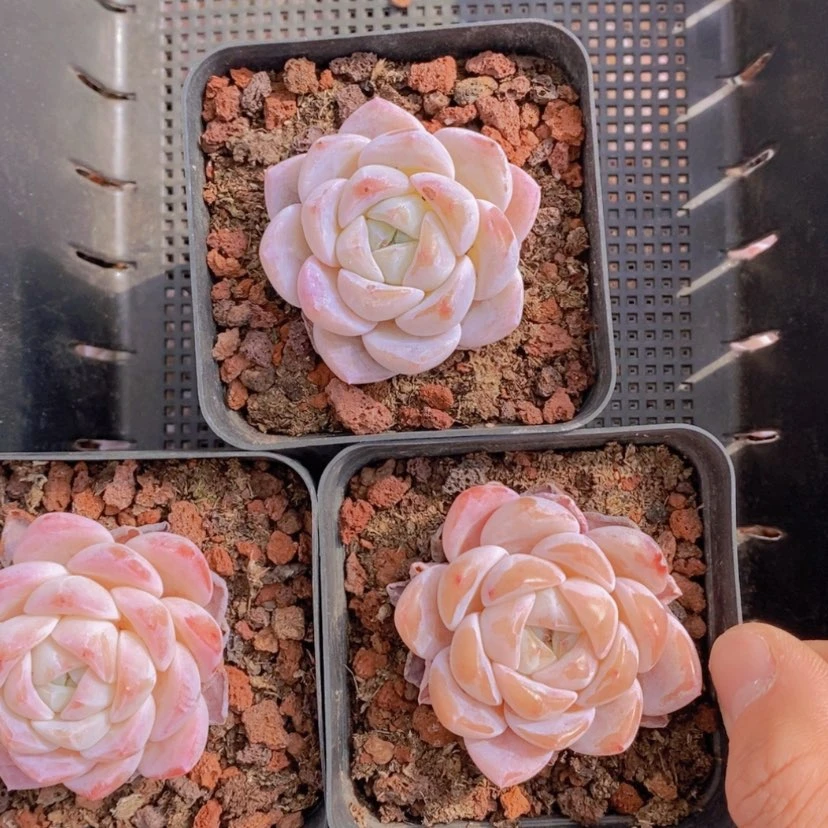 【闪购商品】17量拍