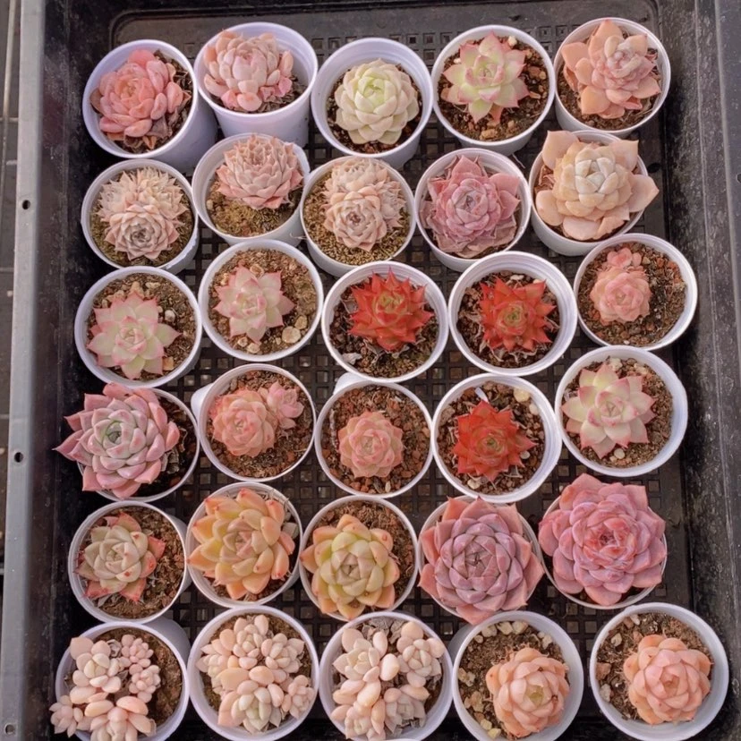 【闪购商品】8量拍