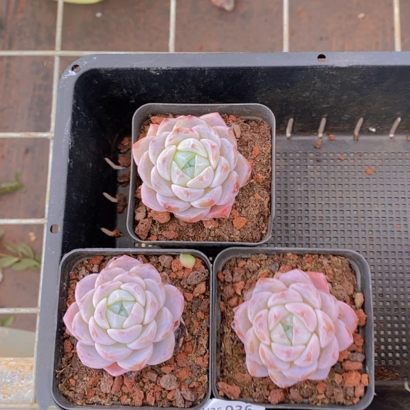 【闪购商品】36量拍