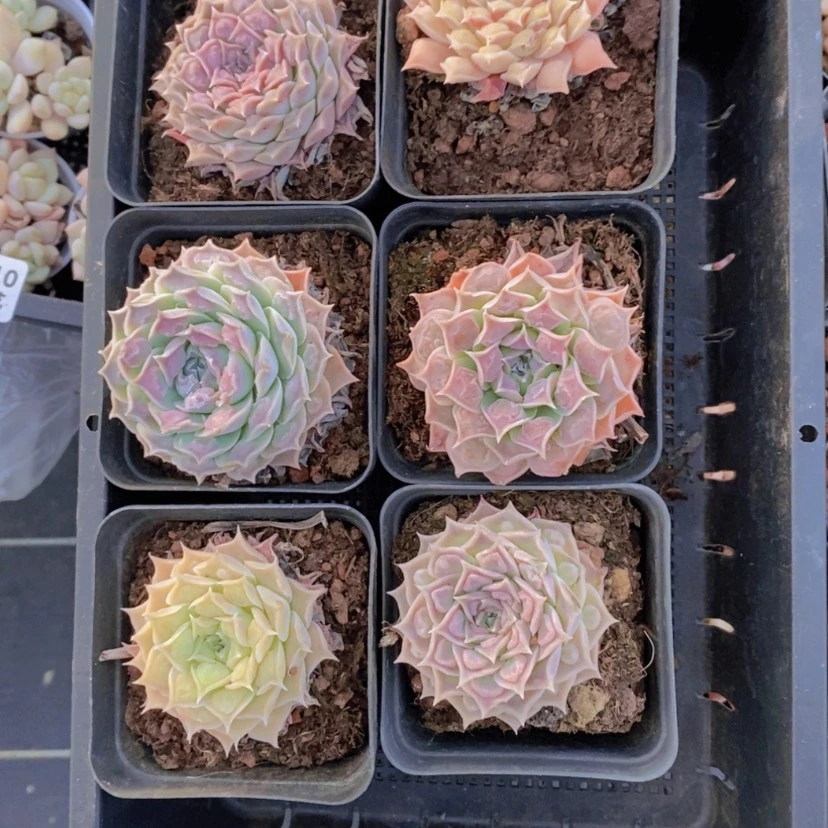 【闪购商品】11量拍