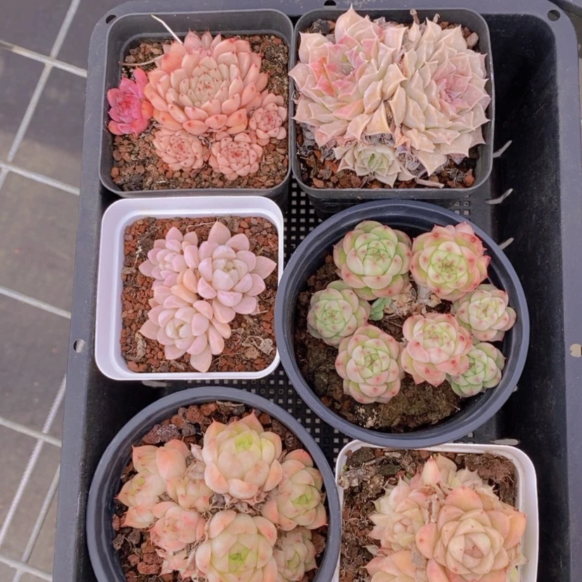 【闪购商品】17量拍