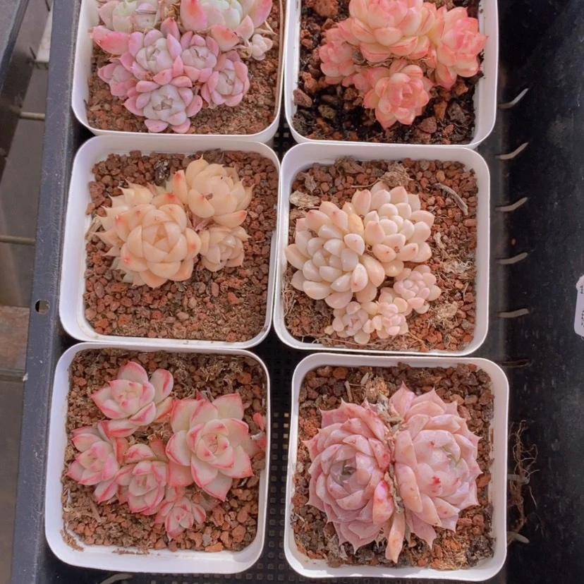 【闪购商品】7量拍