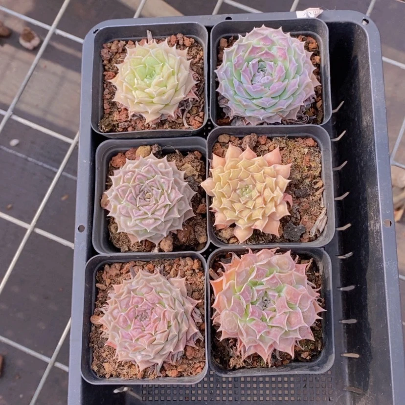 【闪购商品】30量拍