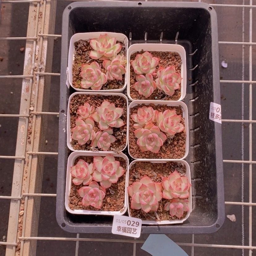 【闪购商品】29量拍