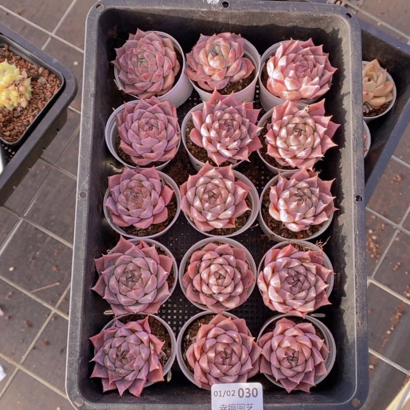 【闪购商品】30量拍