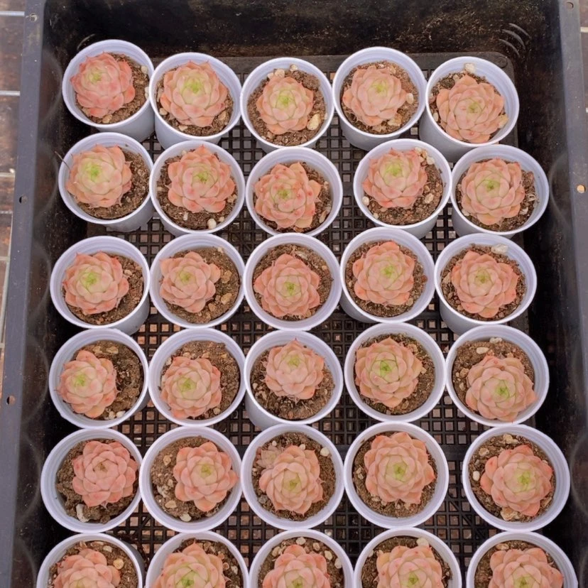 【闪购商品】31量拍