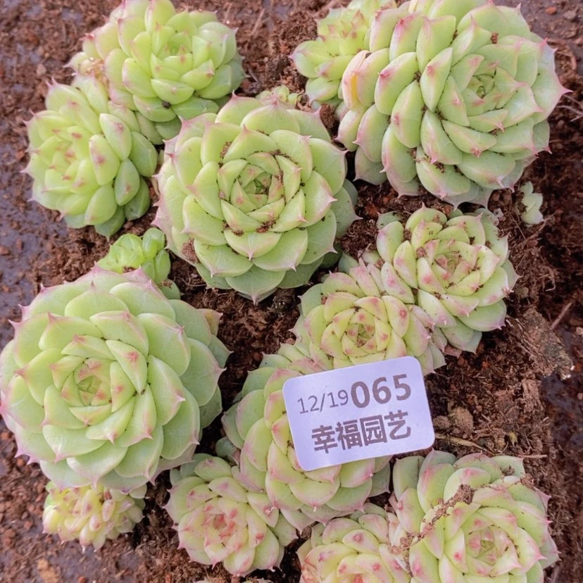 【闪购商品】65量拍