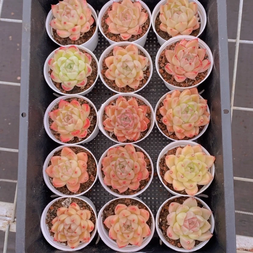 【闪购商品】28量拍
