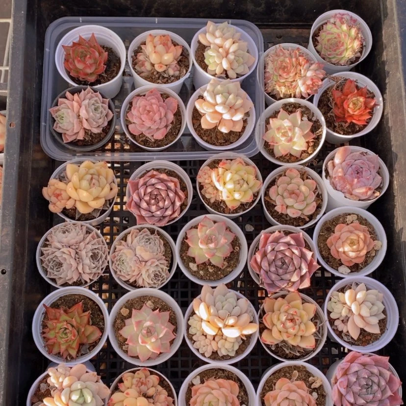 【闪购商品】32量拍
