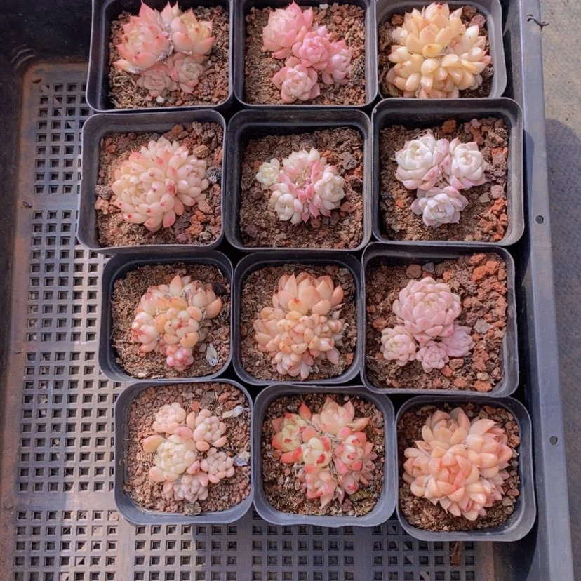 【闪购商品】2量拍