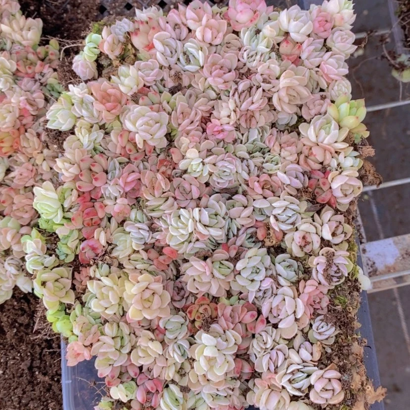 【闪购商品】116量拍