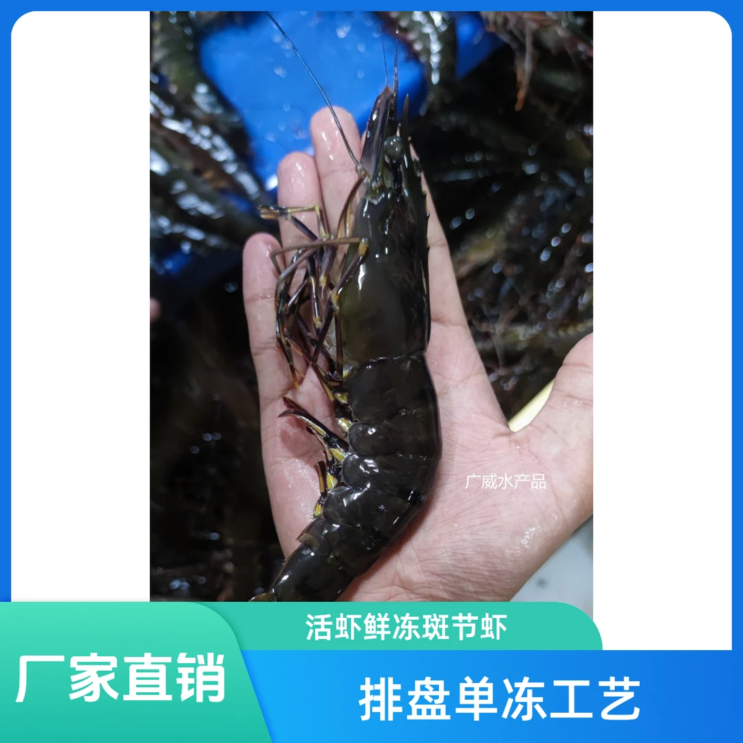 净重3斤！16-20规格！特大海捕黑虎虾！单只18-22cm！活虾鲜冻斑节虾！