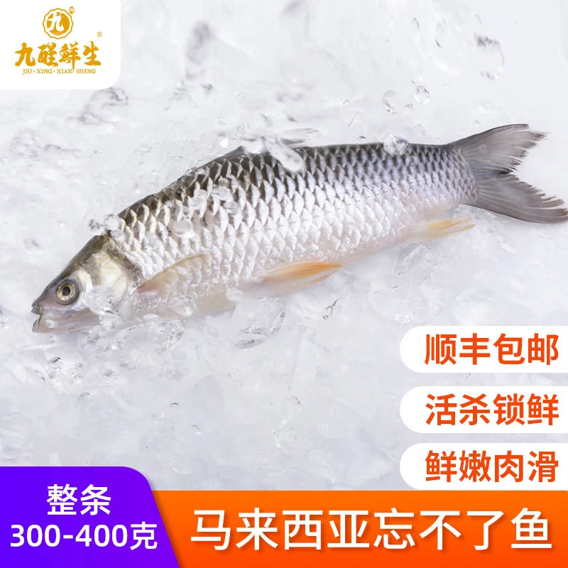 九醒鲜生忘不了鱼苏丹鱼皇帝鱼海鲜水产300g-900g/条  拍一发三