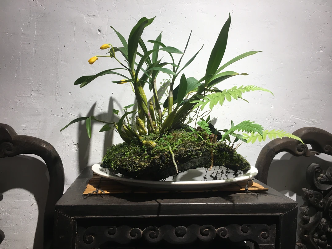 一物一拍兰花，小盆景