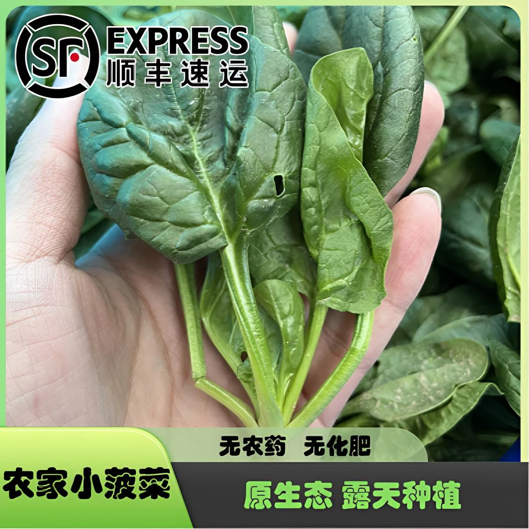 【易小菜精选】新鲜农家本地 霜降 菠菜 原生态种植 矮脚菠菜