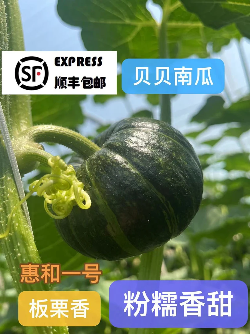 板栗香 贝贝南瓜 惠和一号 粉糯香甜