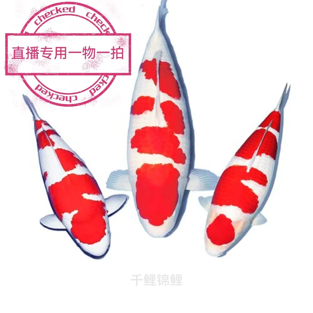 千鲤优选 活体 精品锦鲤 红白 大正 纯正血统 留养级别 耐活好养
