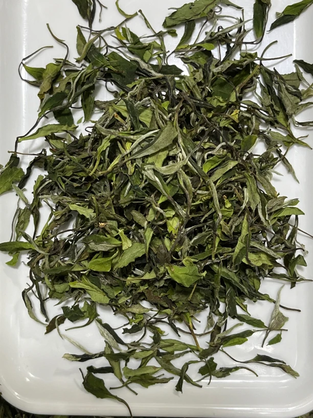 菜茶 贡眉 28#荒野 2023年 春季 【福鼎白茶】核心产区太姥山