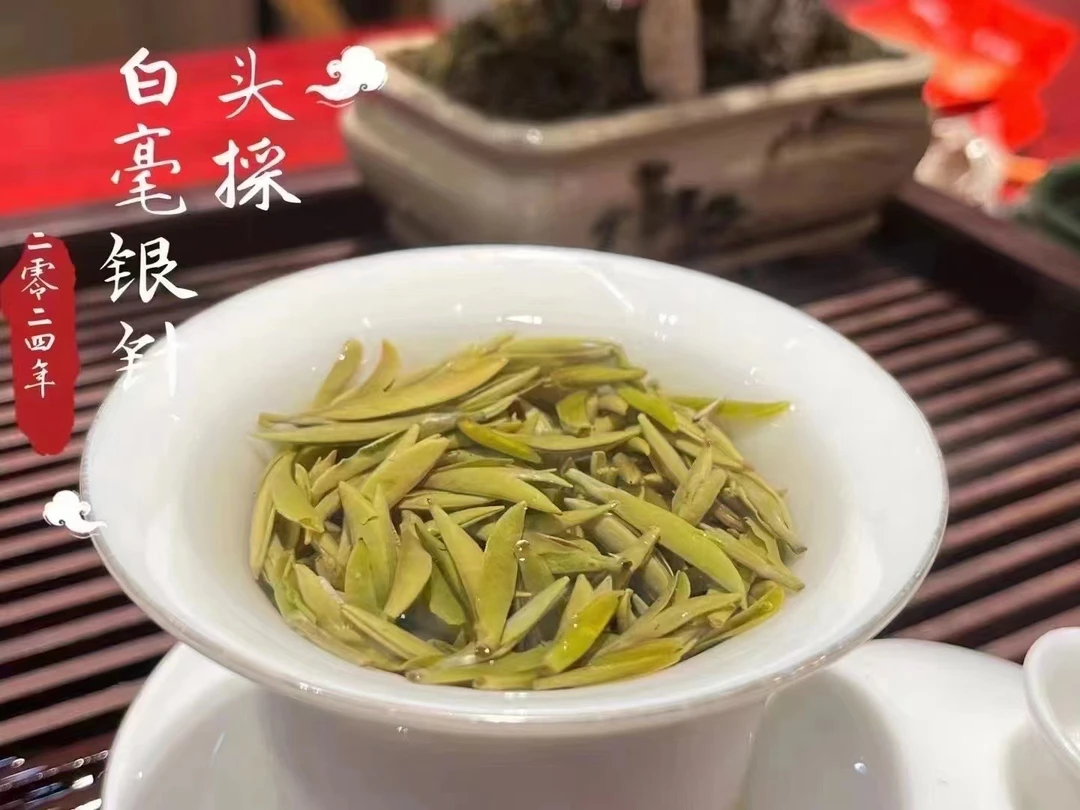 荒山首采 特级米芽 白毫银针 头春头采2024年太姥山41号 高山白茶
